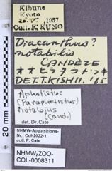 Paraphotistus notabilis (Candèze, 1873)